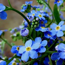 Синие цветочки полевые (73 фото)