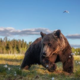Бурый медведь в горах (65 фото)