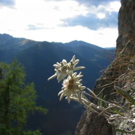 Цветок на скале (68 фото)