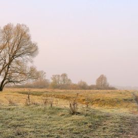 Осенние деревья в поле (66 фото)