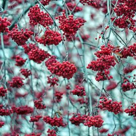 Дерево с красными ягодами не рябина (63 фото)