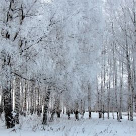 Березы на зимнем снегу (70 фото)