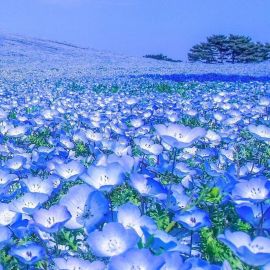 Голубые цветы (68 фото)