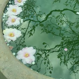 Цветы в воде эстетика (52 фото)