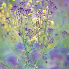 Фиолетовые луговые цветы (45 фото)