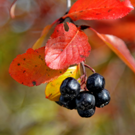 Лесные ягоды осенью (51 фото)