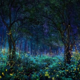 Пейзаж ночной лес (52 фото)