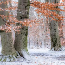 Осенний пейзаж со снегом (47 фото)