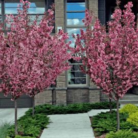 Дерево с розовыми листьями (36 фото)