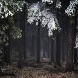 Темный дремучий лес (48 фото)