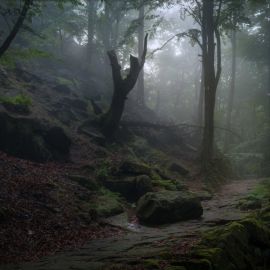 Саксонский лес (46 фото)