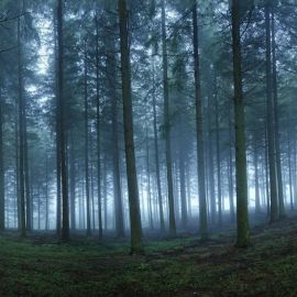 Длинный лес (46 фото)