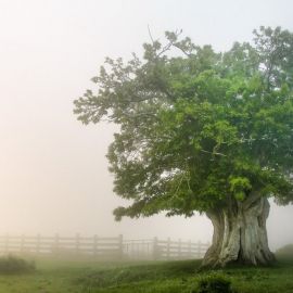 Дерево с белым стволом (45 фото)