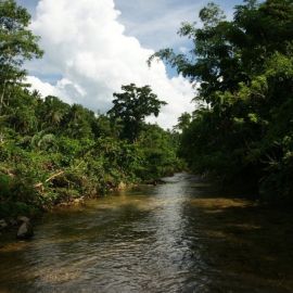 Тропические леса конго (49 фото)
