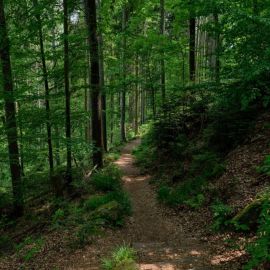 Черный лес германия (47 фото)