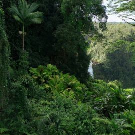 Тропические леса африки (47 фото)