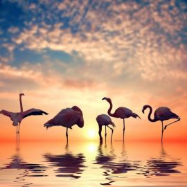 Фламинго на закате (53 фото)