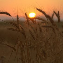 Поле пшеницы на закате (45 фото)