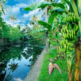 Банановый остров египет (64 фото)