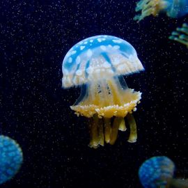Медузы красного моря (69 фото)