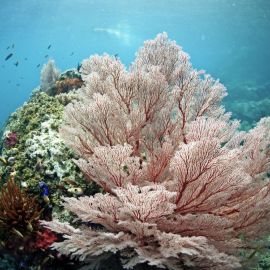 Кораллы черного моря (49 фото)