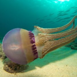 Медузы средиземного моря испания (44 фото)