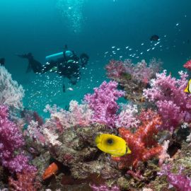 Коралловый риф тайланд (47 фото)