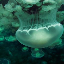 Медузы тихого океана (45 фото)