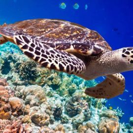Морская черепаха египет (50 фото)