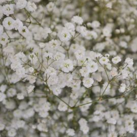 Маленькие белые цветы (75 фото)