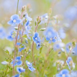 Голубые полевые цветы (74 фото)
