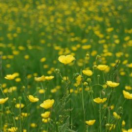 Желтые полевые цветы (74 фото)