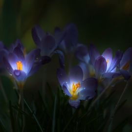 Ночной цветок (56 фото)