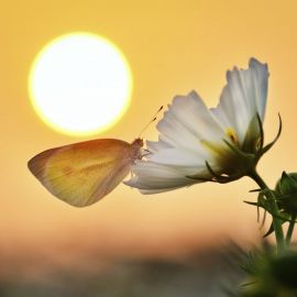 Солнечный цветок (66 фото)