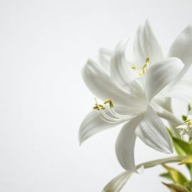 Белые цветы (73 фото)