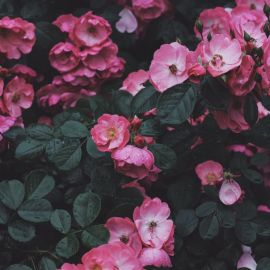 Дикая роза цветок (70 фото)