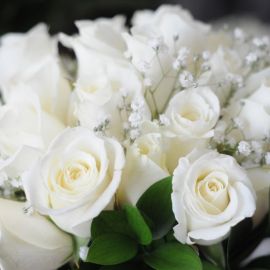 Большие белые цветы (56 фото)