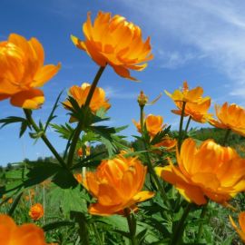 Оранжевые полевые цветы (47 фото)