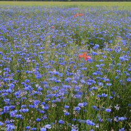 Поля засеяны голубыми цветочками (49 фото)