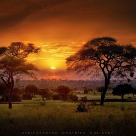 Природа саванны африки (50 фото)