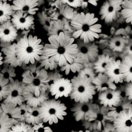 Белые растения (48 фото)