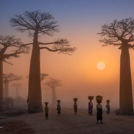 Мадагаскар природа (68 фото)