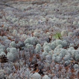 Арктические растения (68 фото)