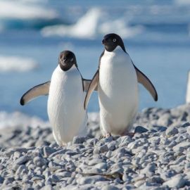 Пингвины в арктике (66 фото)