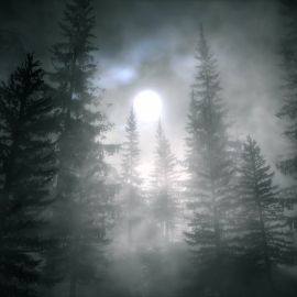 Елки в тумане (42 фото)