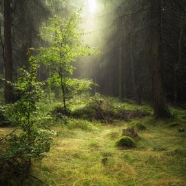 Поляна в хвойном лесу (48 фото)