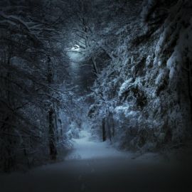 Темный лес снег (64 фото)