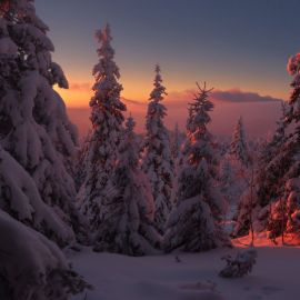 Дремучий снежный лес (45 фото)