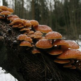 Грибы зимой в лесу (53 фото)
