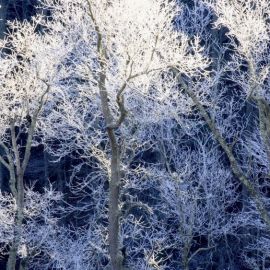 Зимний иней на деревьях (49 фото)